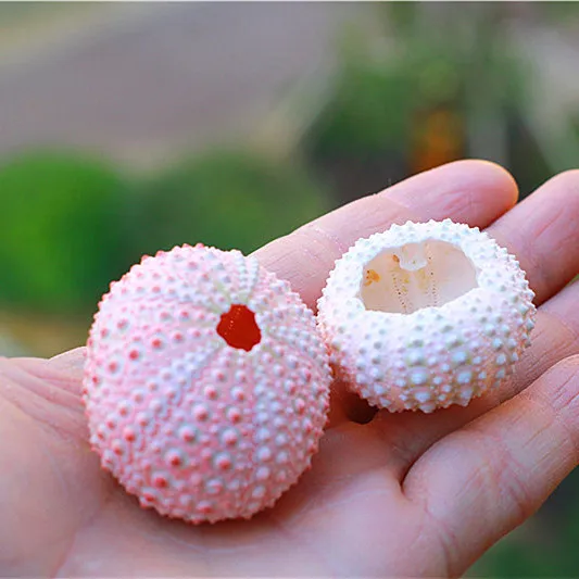 Бесплатная доставка раковина из натурального раковины розовая Морская