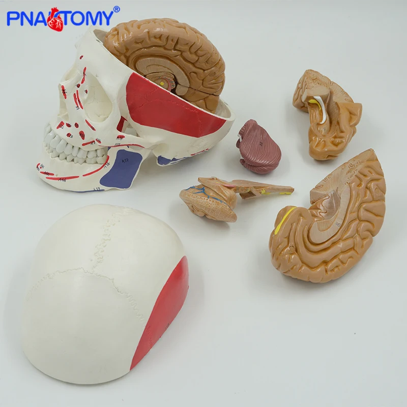 Brain Anatomy Model Detachable 8 Parts with Instruction and Muscular Skull Model Life Size Medical School Used PNATOMY