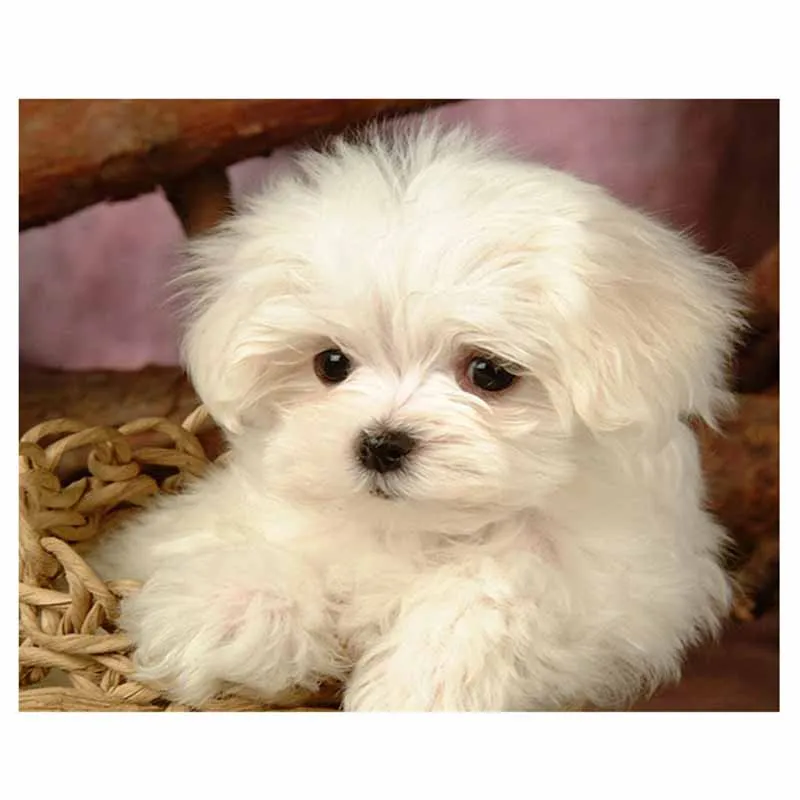 Полный квадратный круглый 5D Diy алмазная живопись Мальтийская Алмазная вышивка