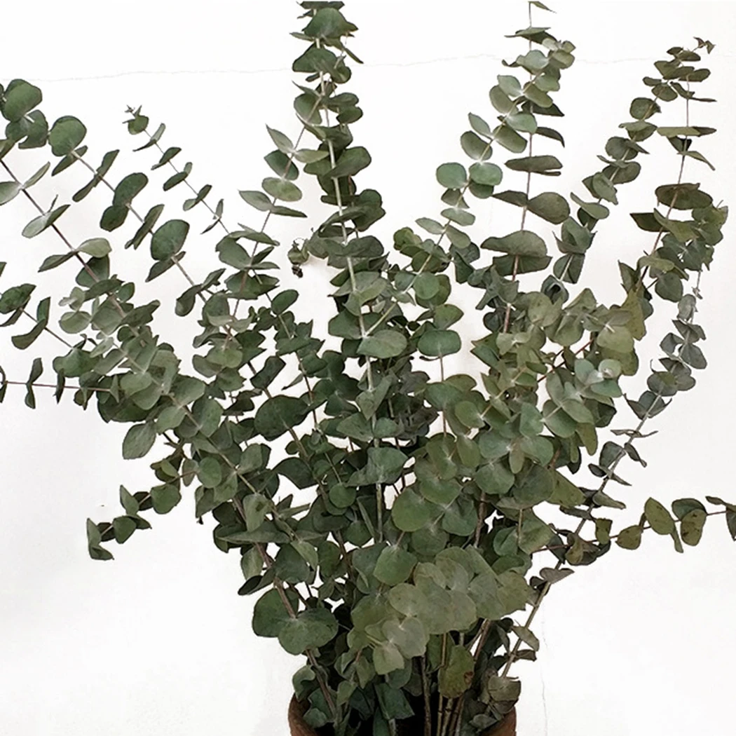 10 шт. растения ветки листья букет декоративные сушеные эвкалипта листьев ветви