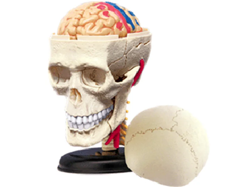 Skull 4d набор анатомических моделей для тела человека, развивающий мастер-пазл, сборная игрушка, медицинский поставщик, обучающая - Цвет: Skull
