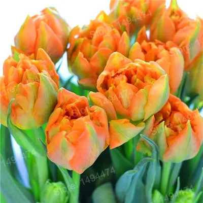 Розовый 100pcs Tulip flores White Blue Purple mixed color Flower plantas bonsai flower plante colorful plants for home garden - Цвет: Розовый