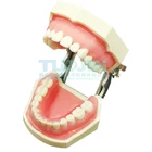 Стоматологическая модель зубов стандартная обучающая модель с 28 винтовыми зубцами, демонстрация мягкой искусственной смолы, стоматологические материалы для зубов