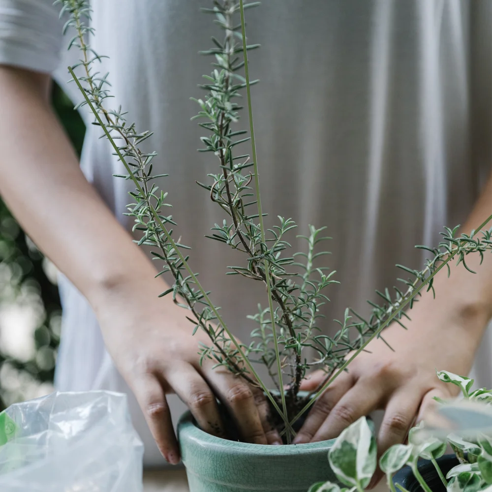 

20pcs Potted Plant Support Rod Iron Flower Support Stem Plants Holder Stand