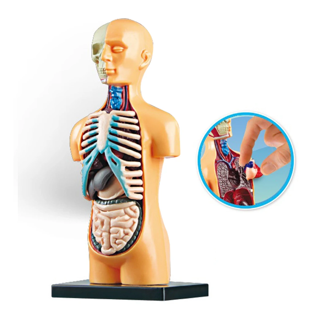

3D Science Human Body Model Demonstration Tools Learning DIY Toys Lab Kits