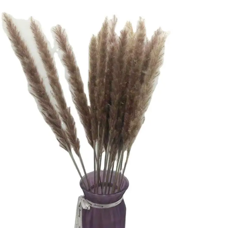 30 шт. Натуральные Сушеные Pampas трава Phragmites Communis Reed завод свадебный цветок букет