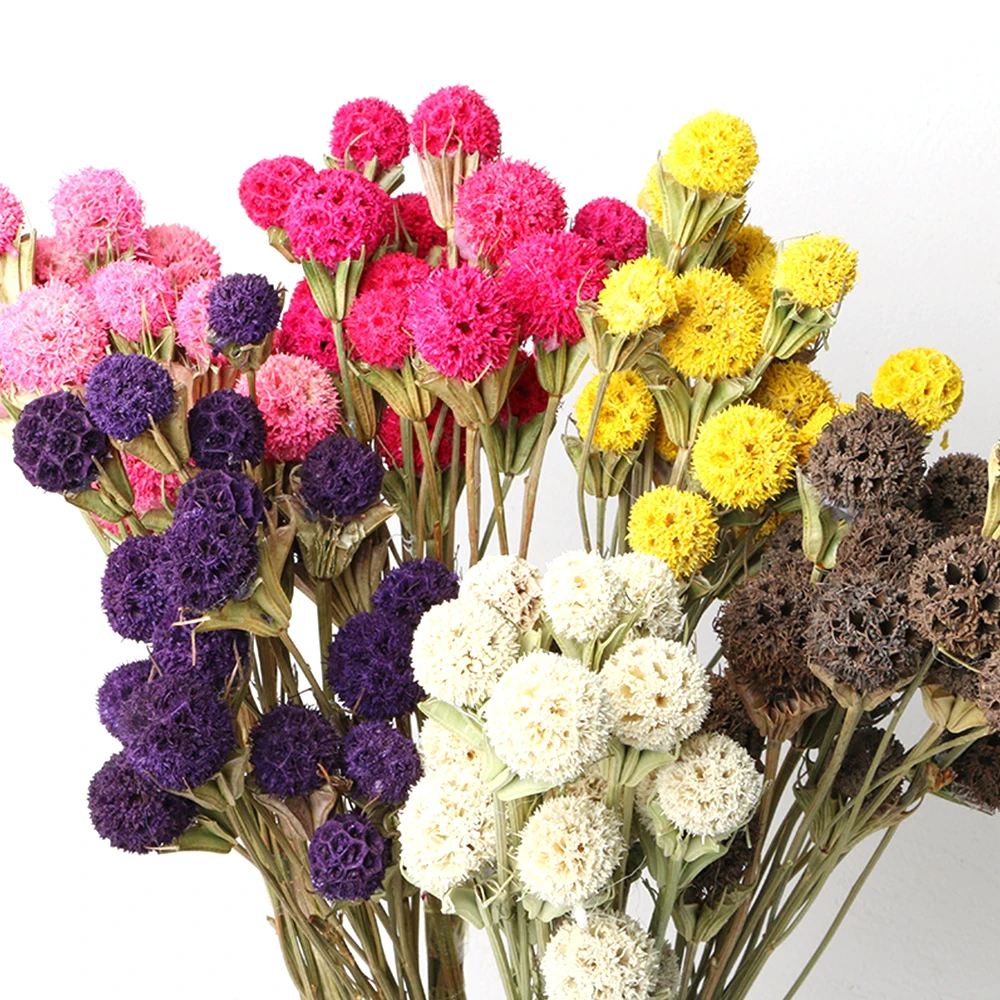 

1bundle Natural Dried Flowers Real Passepartout Maple Fruit Plants DIY Wedding Flower Arrangement Home Decoration Photo Props