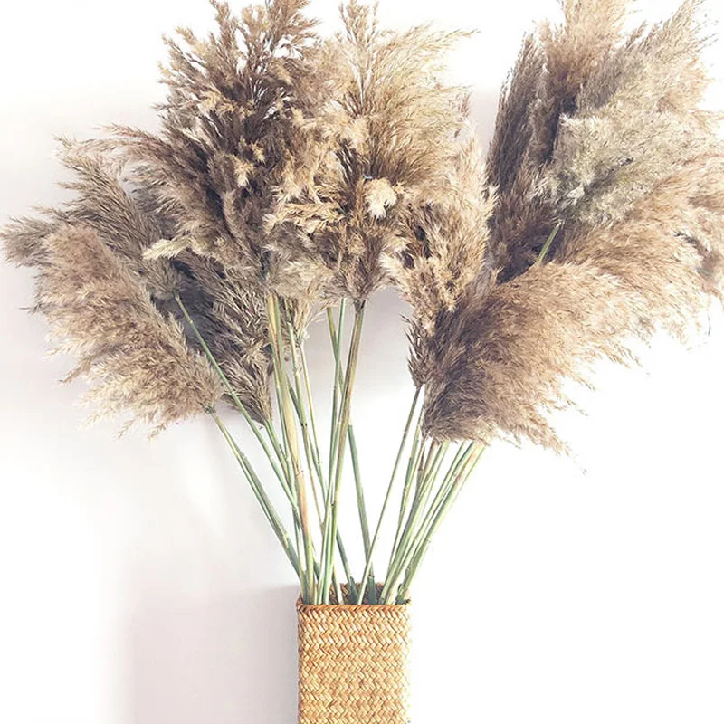 

Natural Dried Flowers Reed Pampas Forest Retro Home Decoration Large Reed Bouquet European and Pampas Grass Wedding Decor