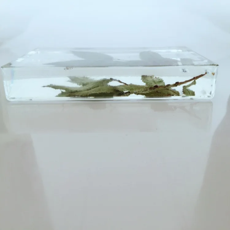 Листья улм встроенный образец улмус пумила листья реальные растения лист