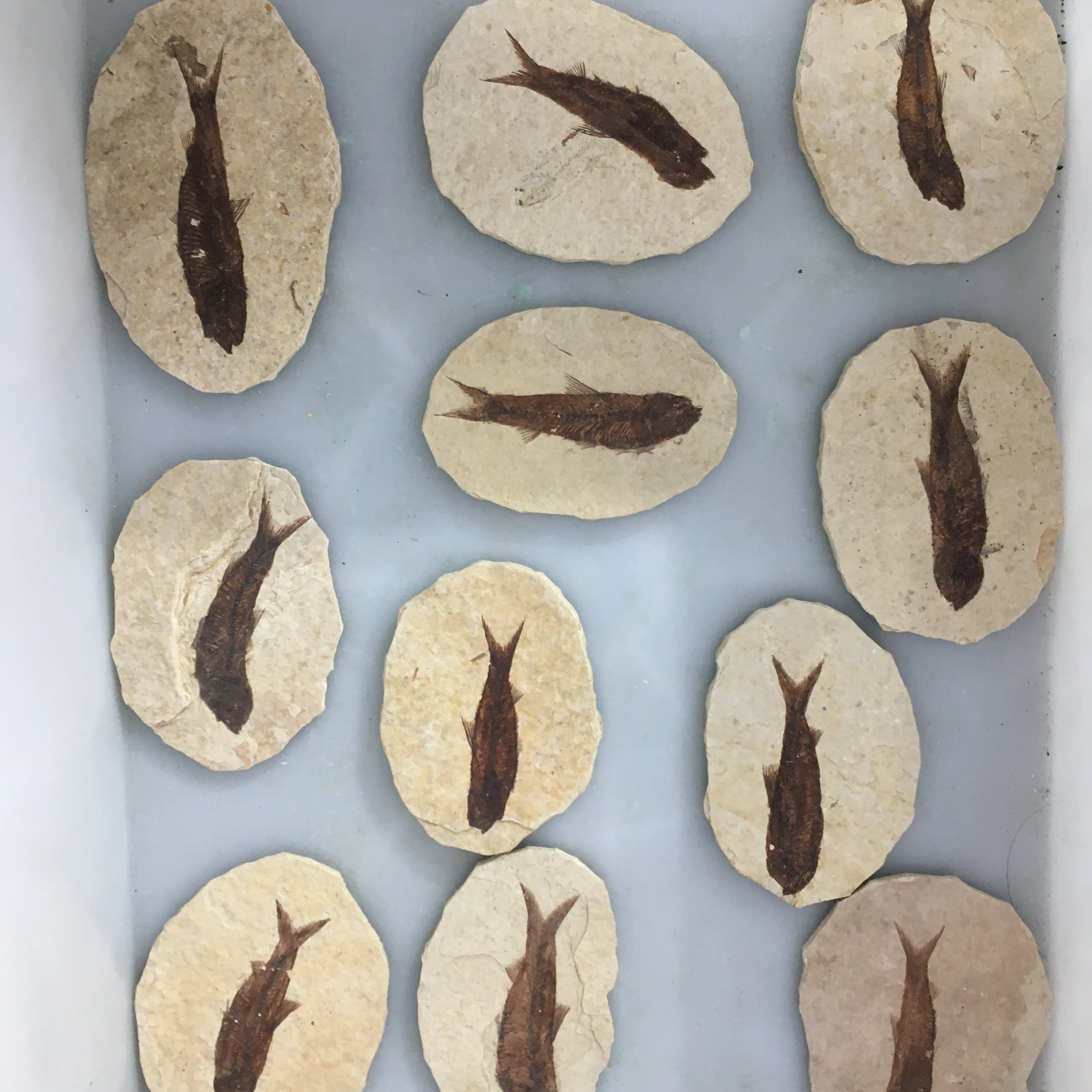 

Fossils strange rocks paleontological fossils animal fossils fish fossil specimens are free of charge