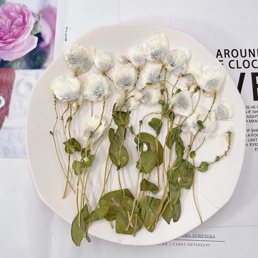 120 шт. прессованный высушенный Rhodanthe Manglesii цветок гербарий из растений для