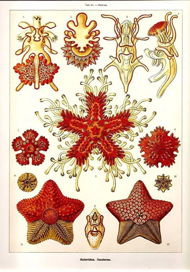 Эрнст heackel планктона море Пособия по биологии 2 шелковой ткани настенный