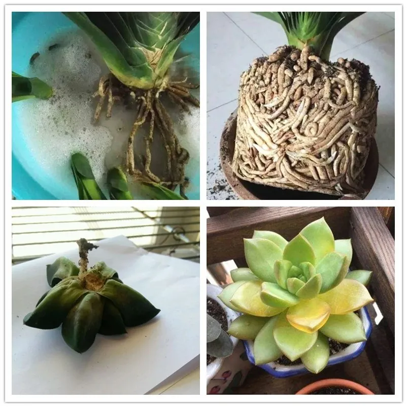 Карбендазим лампы карбендазим 1 шт. растения бонсай для лечения роста