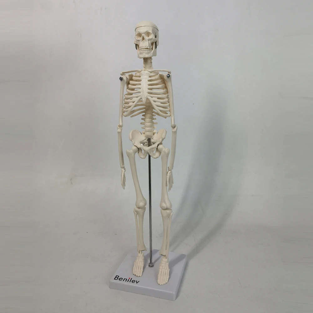 Модель человеческого скелета Benilev для анатомии модель человека 45 см с подвижными