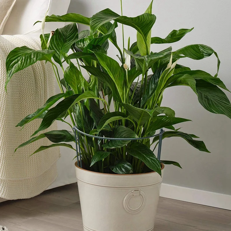 

8 Pack Half Round Garden Plant Support Ring Hoop Sturdy Metal Plant Support Stakes Plant Support Ring Cage for Plants