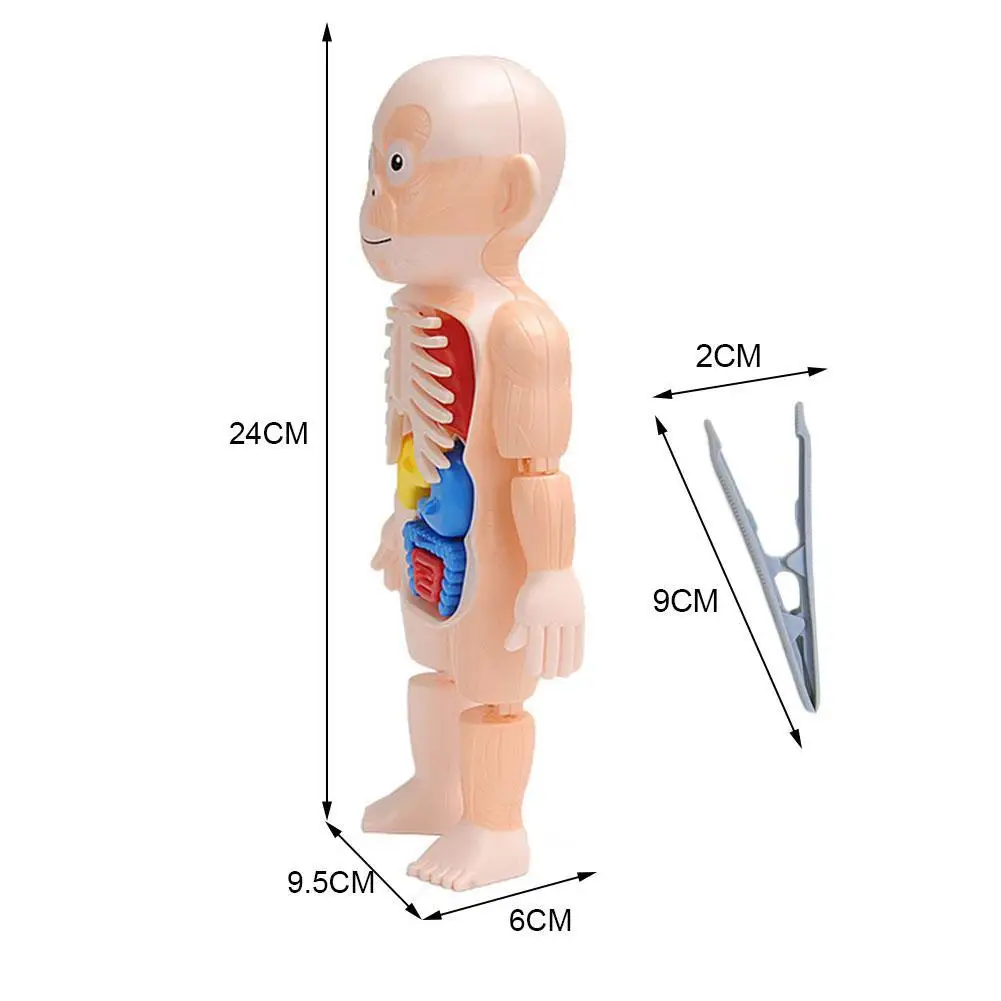 

3D Human Body w/ Organs Anatomy Educational DIY Toys Teaching For Children Demonstration Game Tools Scary Y3S3