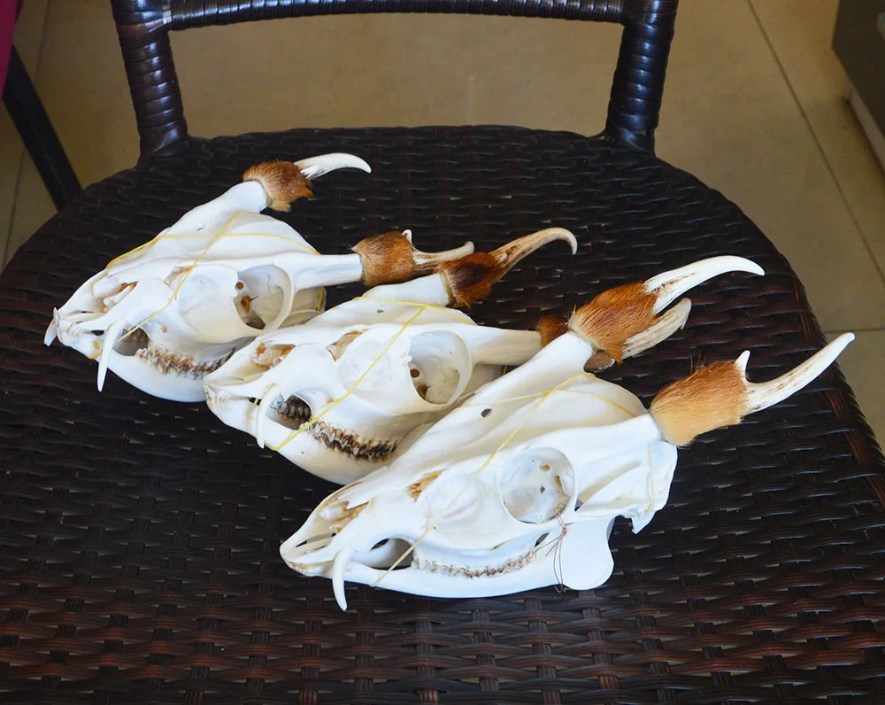 

Натуральный реалистичный череп мунтиака reevesi/Muntiacus muntкак/Muntjac Buck Skull (Готический-паген-Wiccan) Taxidermy, 1 шт.