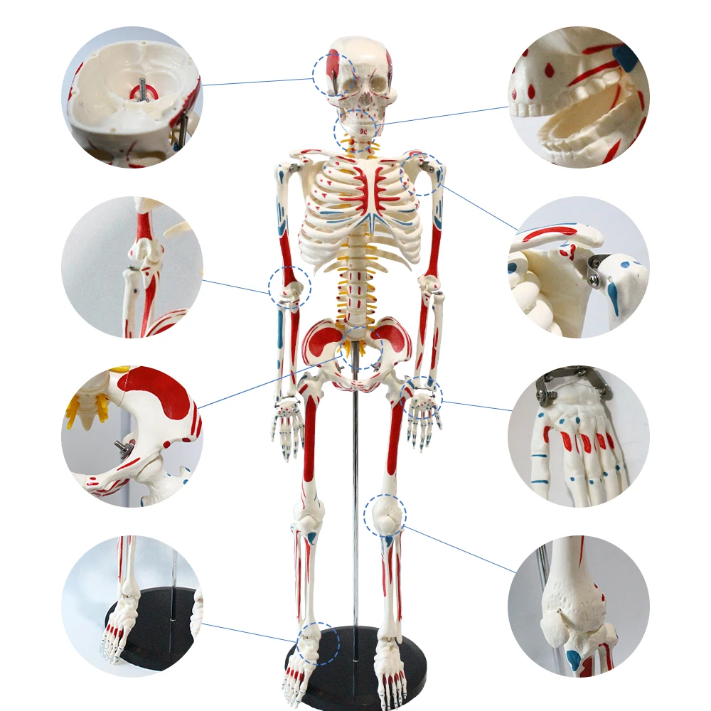 Модель человеческого скелета 85 см цельное тело с отметкой мышечного