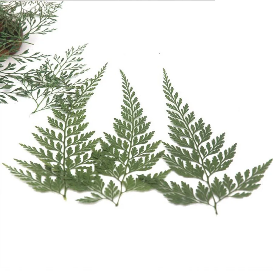 Цветок стеноломы чузанума прессованный высушенный 5-8 см для изготовления