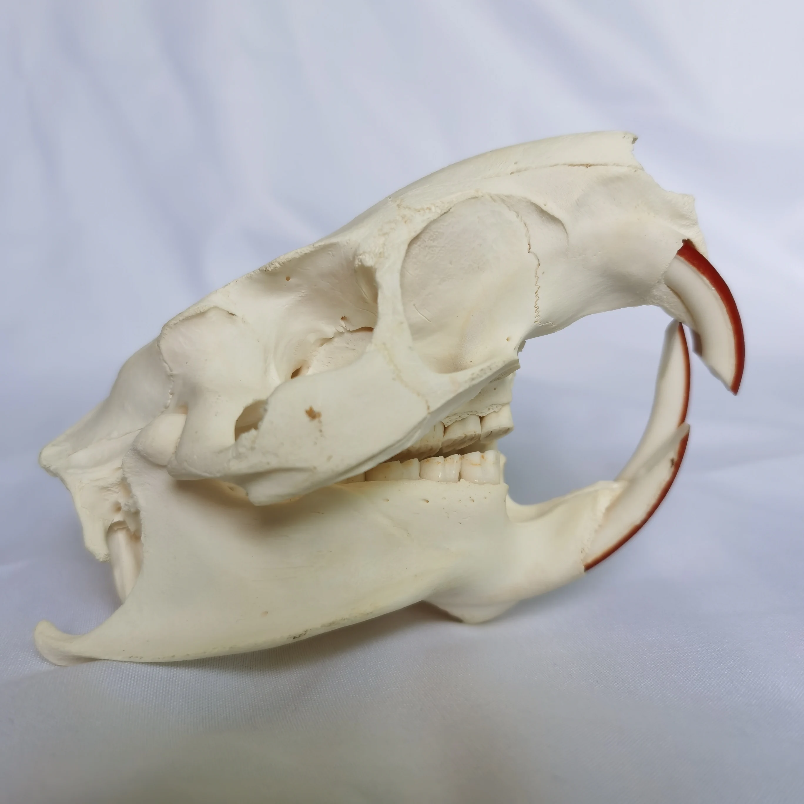 

Реальный череп нутрии Yuletide