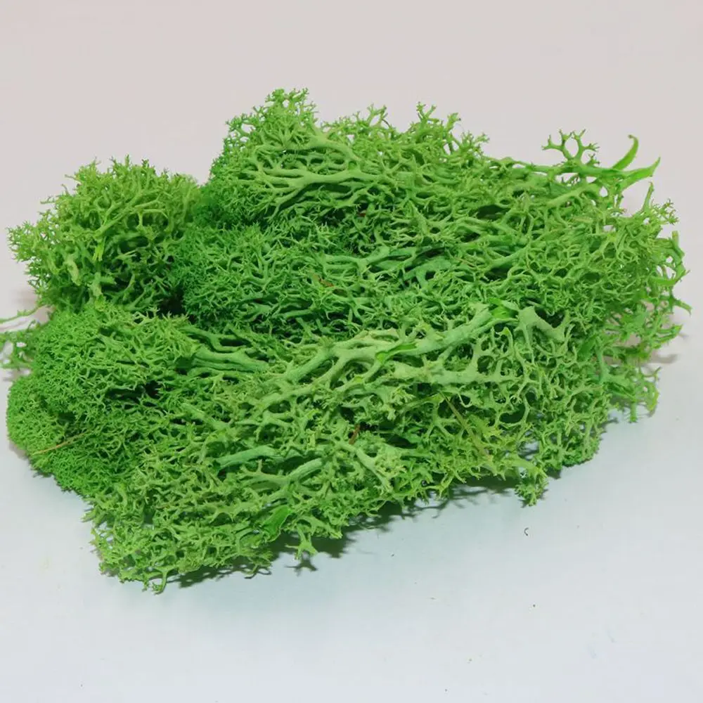 Натуральные Искусственные мини цветы искусственные растение вечное мох для