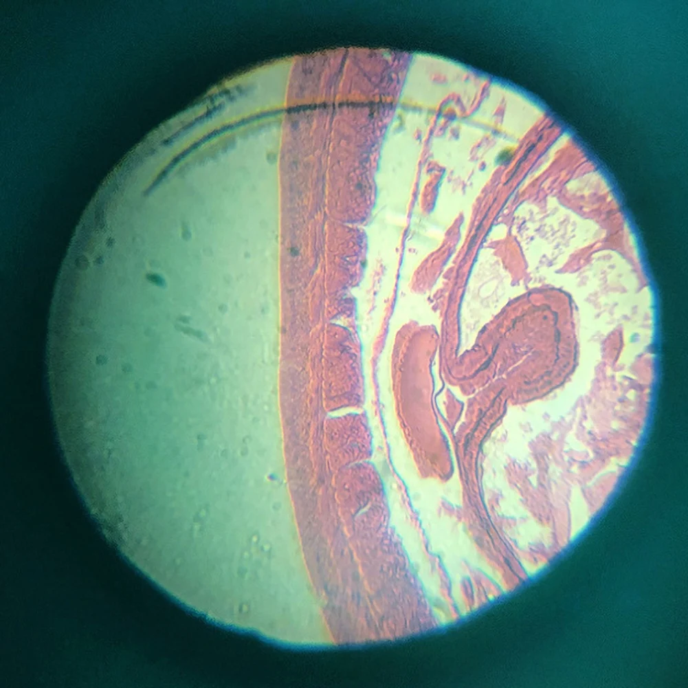 

Kids 150X DIY Microscope Science Experiment Equipment Puzzle Early Education Toy