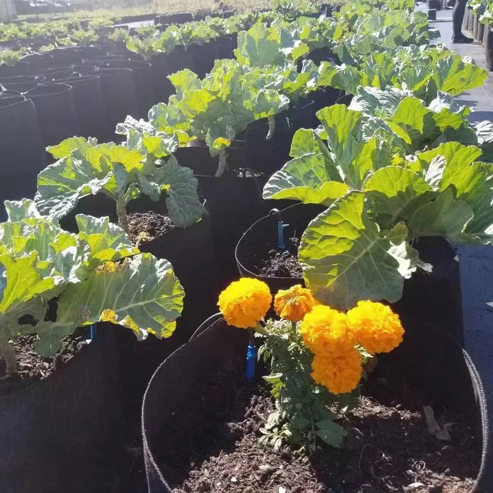 

Vegetable Pot Plant Fabric Pots Garden Planting Bag Tree Planting Bag Black Tree Planting Bag 6pcs Repeatedly Use Growing Bags