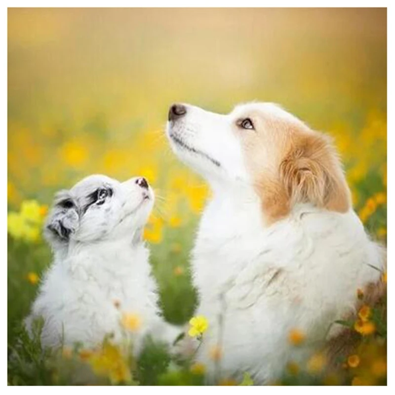 Картина с алмазным рисунком милая собака Вышивка крестом своими руками хобби