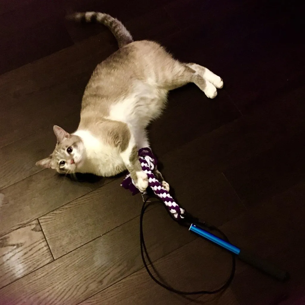 Уличная игрушка для собак раздвижная палочка с 2 веревками жевательные игрушки