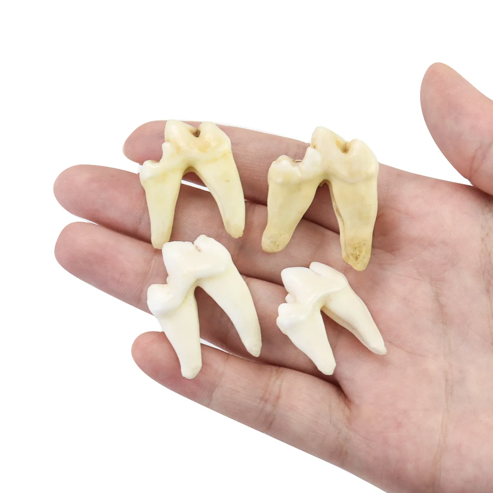 

Natural Tibetan Spaniel Cheek Tooth Charms Mastiff Molar Pendant DIY Homemade Necklace Bracelet Beads Amulet Man Jewelry Finding