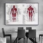 Плакат из шелковой ткани, 60x80 см, плакаты с системой анатомическая диаграмма