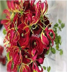 Ngryise 5 шт набор Gloriosa superba - Цвет: 7