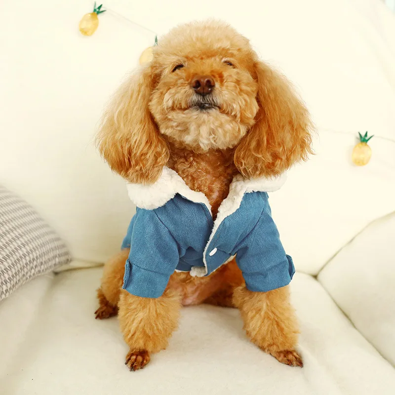 С милыми буквами питомец маленькая собачка кошка джинсы джинсовый пиджак зимний
