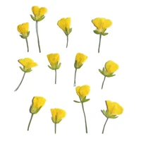 250pcs pressed dried canola cole flower herbarium for epoxy resin jewelry making bookmark face makeup nail art craft