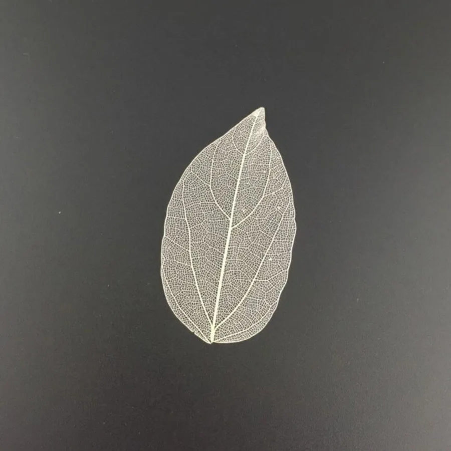 100 шт. прессованные высушенные окрашенные листья каркаса магнолии для свадьбы