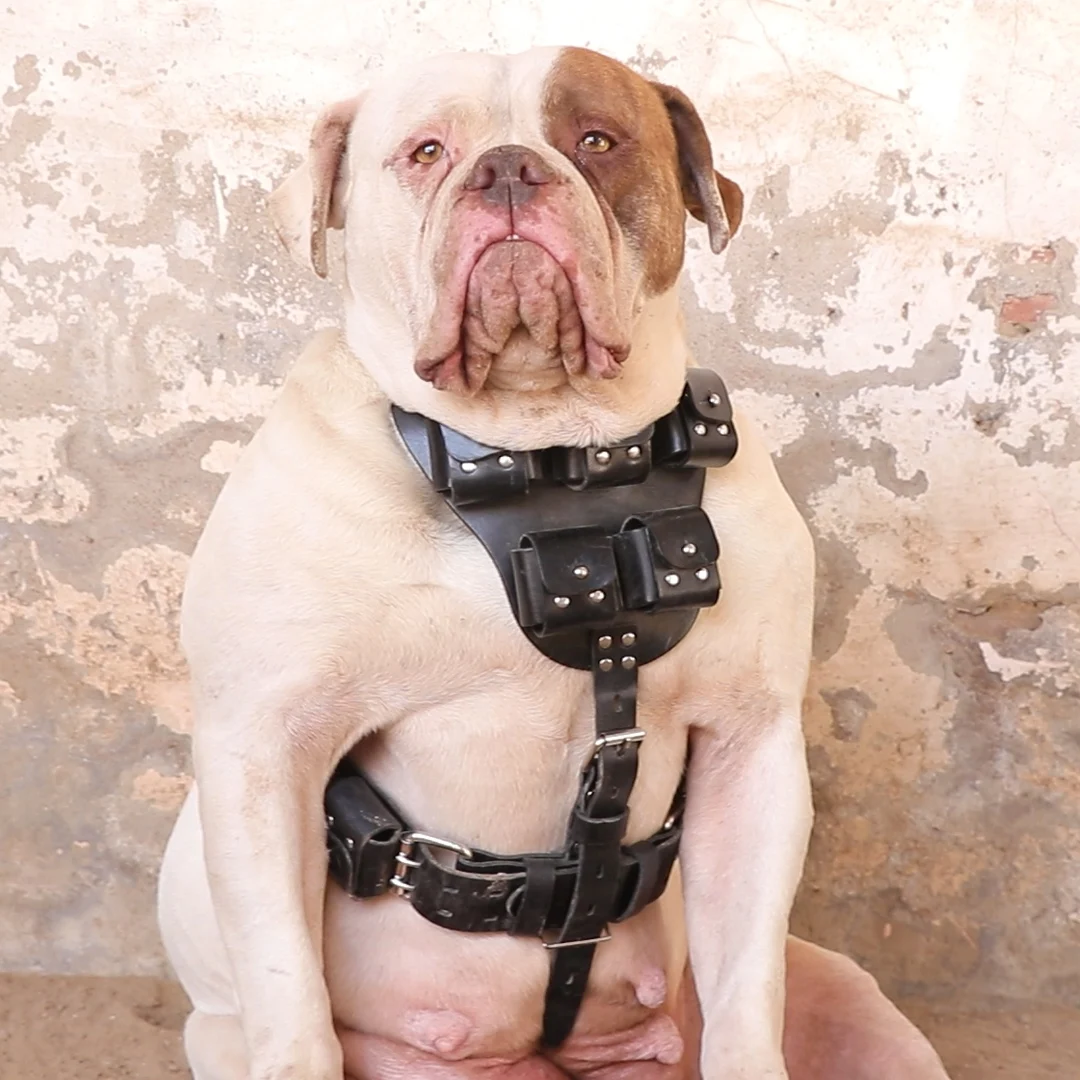 Кожаная шлейка для собак большая силовых тренировок лучшая американских