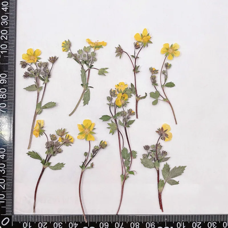 

60pcs Pressed Dried Wild Strawberry Flower Stem Herbarium For Epoxy Resin Jewelry Making Makeup Face Bookmark Nail Art Craft DIY