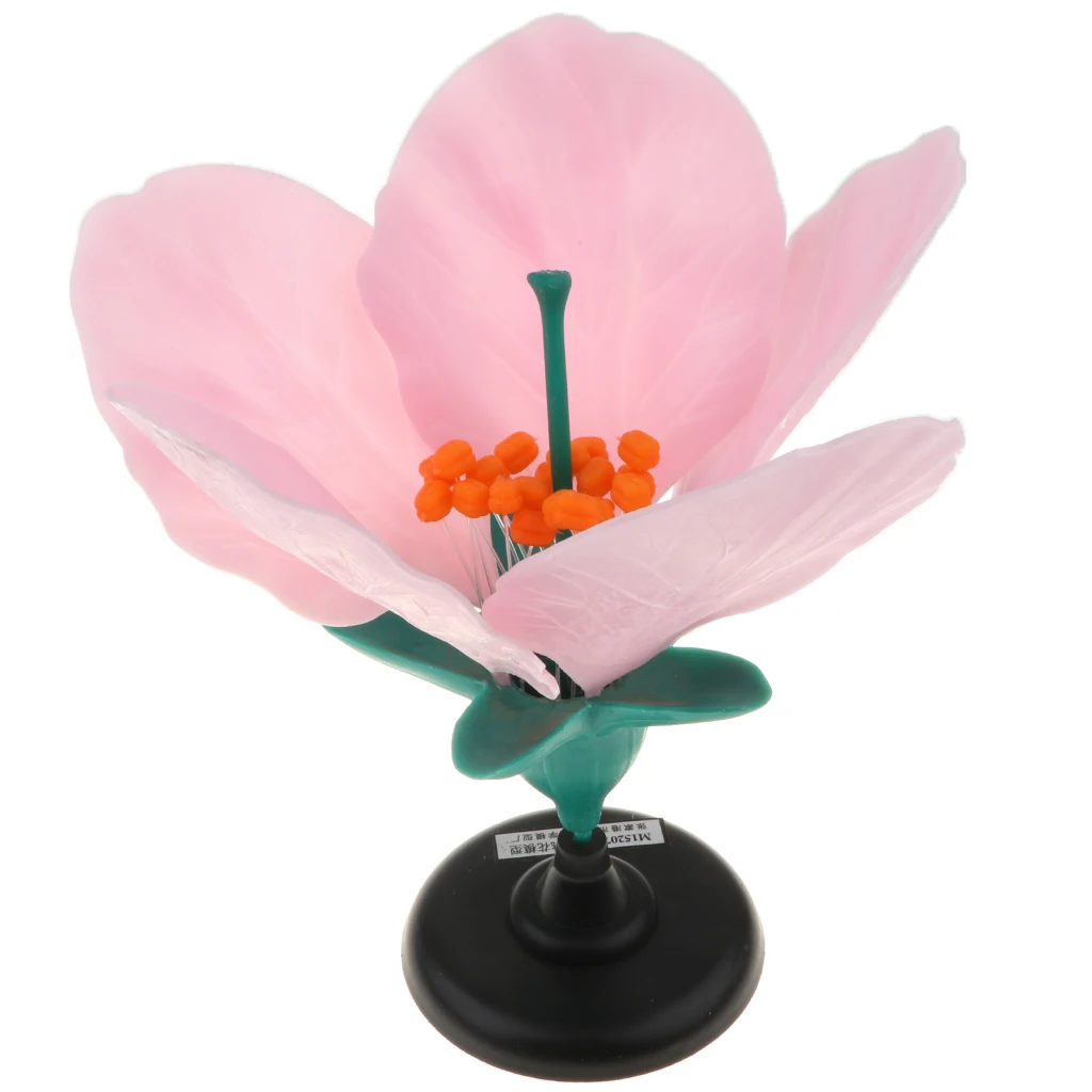 Гигантский цветок Dicot персика анатомическая модель растения оборудование для