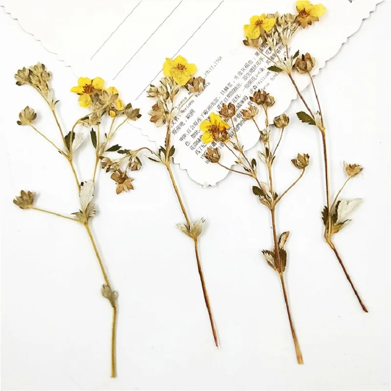 30 шт прессованный высушенный Роза multiflora цветочный с уплотнением для эпоксидной