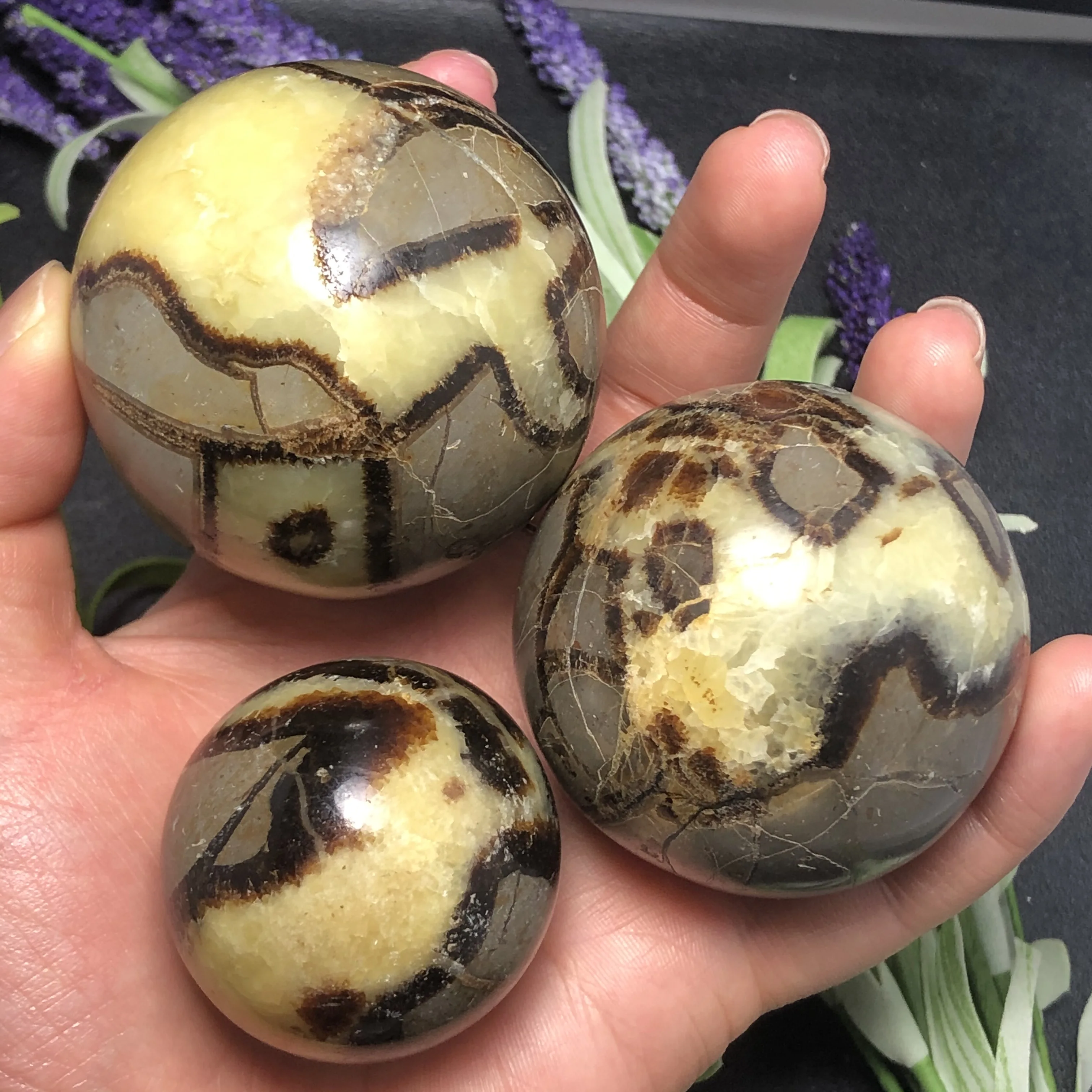 Натуральная черепаха рок сфера септорий натуральный Дракон Камень окаменелость