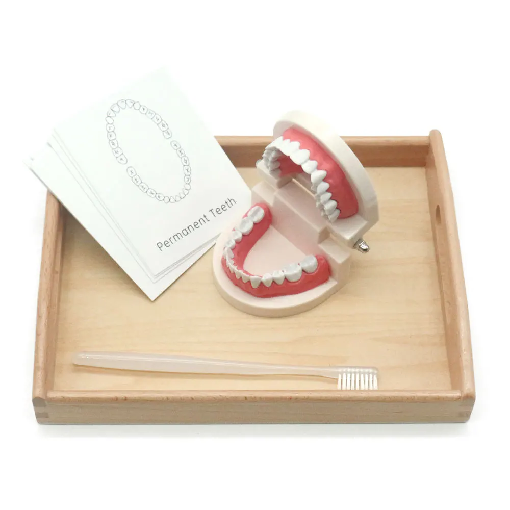 

Tooth Model Montessori Material Baby Training Brushing Teeth with English Cards Teaching Kids Toy for Children Educational Toys