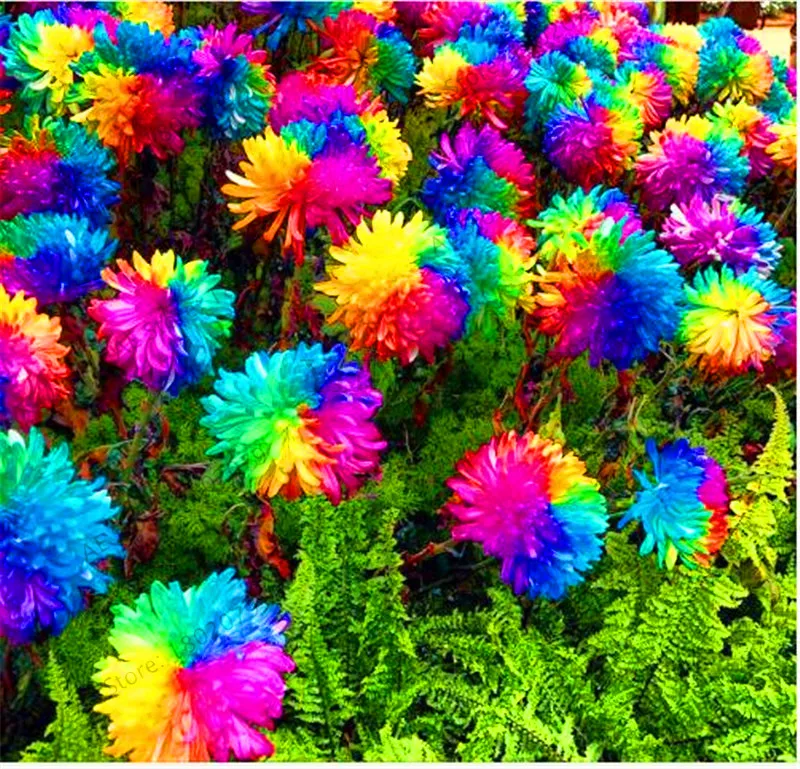 Самые низкие цены! 200 шт./пакет Радуга Дейзи flores, хризантема, растения, бонсай Плант, красивые комнатные растения для дома и сада