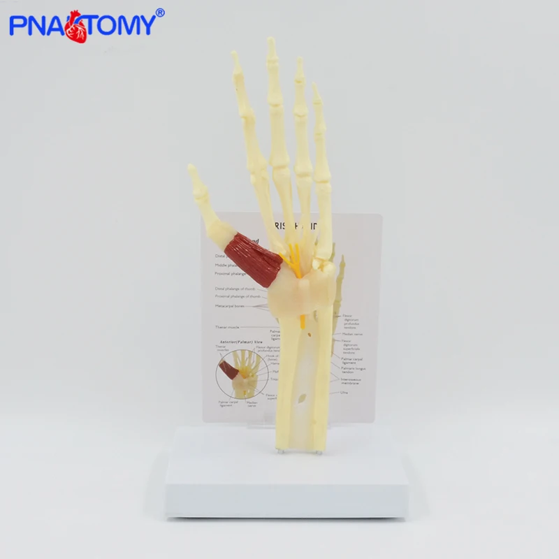 Life size Hand and Wrist Carpal Tunnel Syndrome Model Hand Skeleton With Muscle Medical Gift Anatomical Tool With Key Card