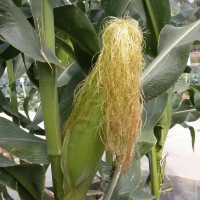 10 г Натуральные Сушеные венчики из сена и кукурузы материалы для розлива в