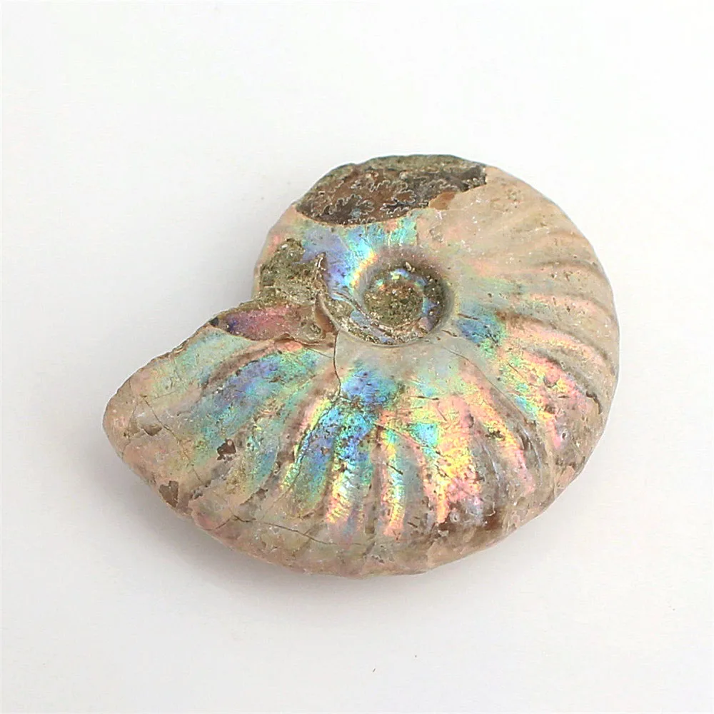 1pc Natural Immemorial Ammonite Fossil Shell Colorful Collection Diy Mineral Specimen Healing | Дом и сад