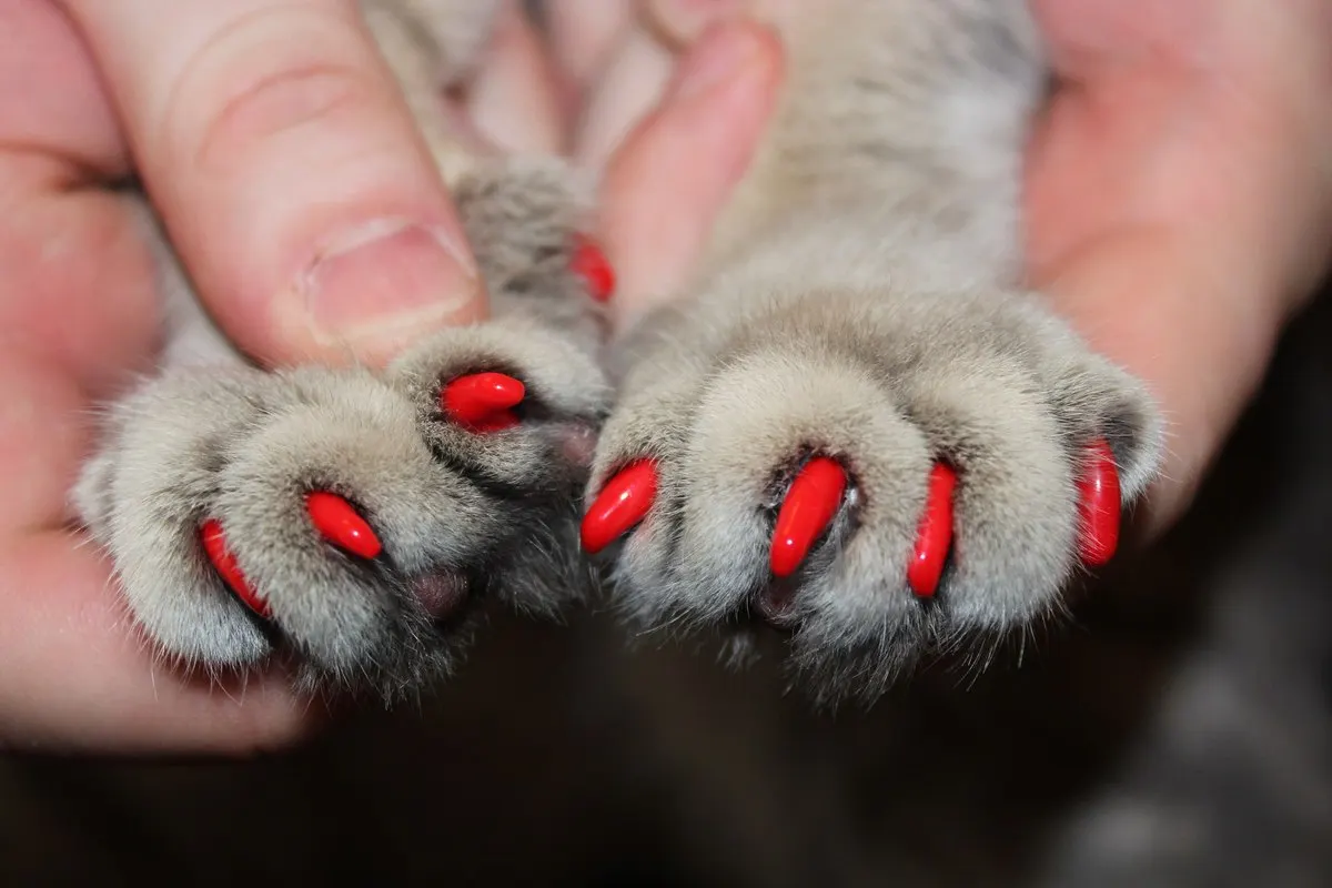 Колпачки для кошачьих ногтей мягкие силиконовые защитные колпачки с бесплатным