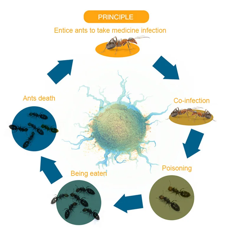 

Strong Ant Killing Bait Powder Non-toxic Ants Drug Effective Insect Ant Killing Bait can CSV