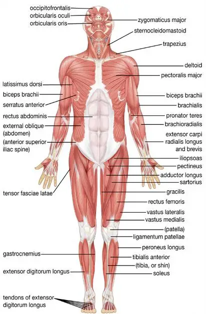 Мышечная система человеческая карта анатомии мышц обучающая арт пленка Шелковый