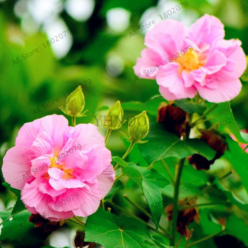 50 шт./пакет смешанный цвет Гибискус mutabilis цветок flores обеденная тарелка Гибискус Многолетние цветы для украшения дома, карликовые деревья садовое насаждение