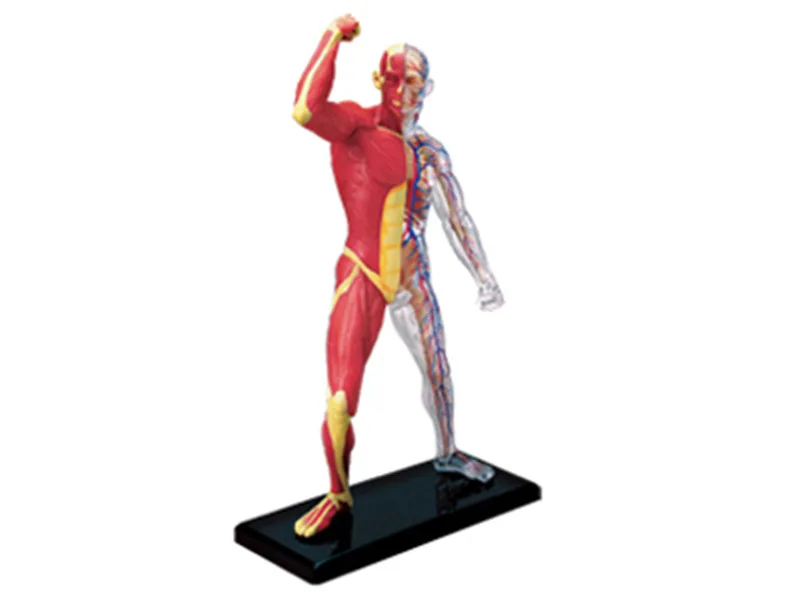 4d модель скелета Анатомия человеческого мышца медицинская обучающая помощь